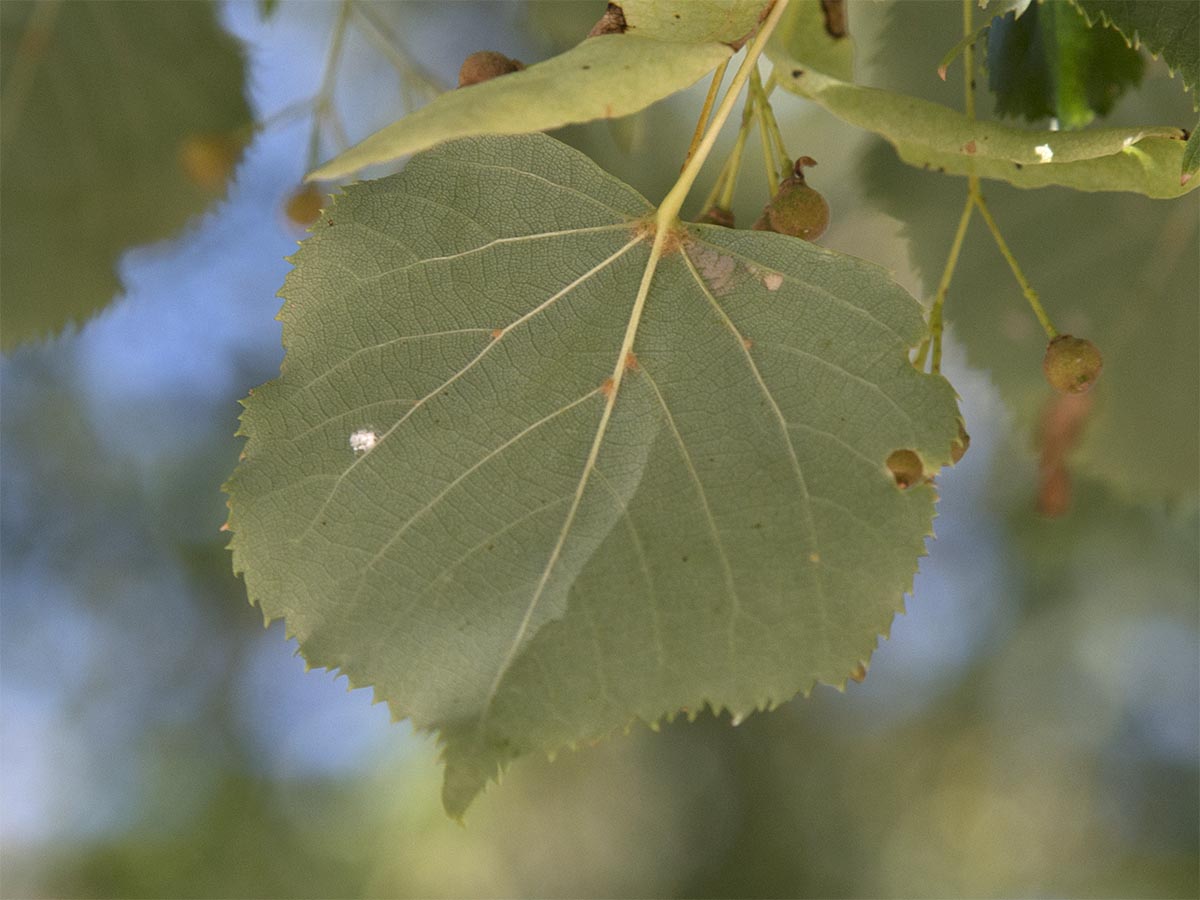 Tilia cordata